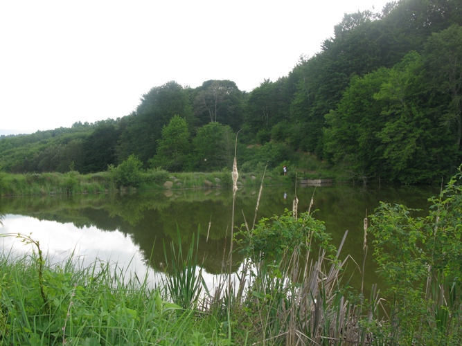 IMG_5010.JPG