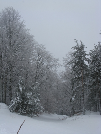 IMG_5621.JPG
