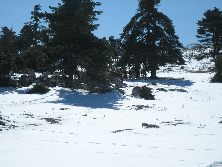 IMG_1225.JPG