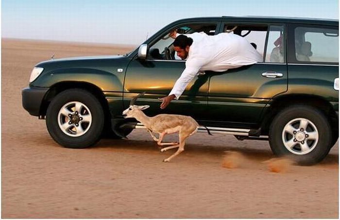 deer run too fast.jpg