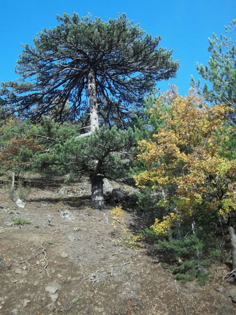 100_0838to.JPG