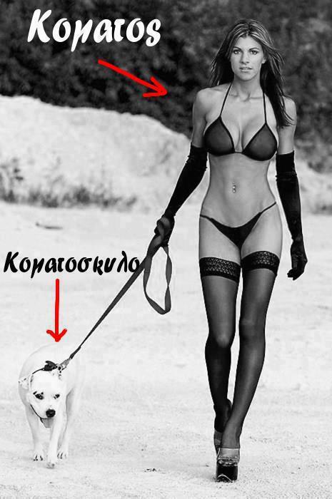 Κοματόσκυλο......jpg