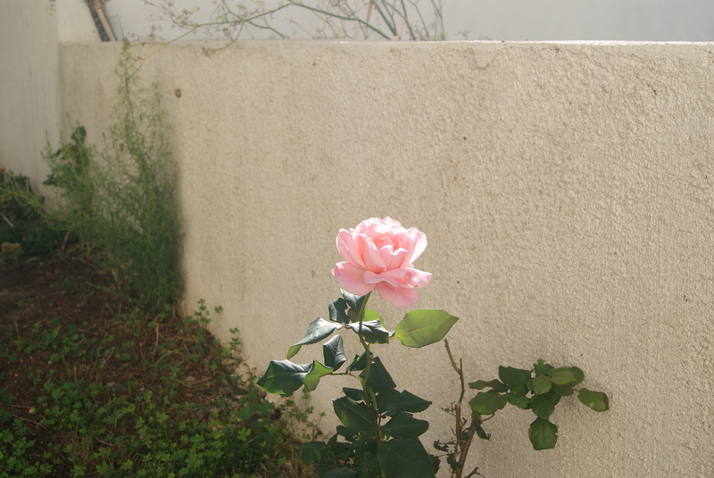 2013-11-10 10-34-10 - DSC00037_resize.JPG