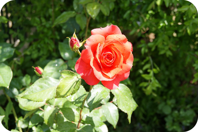 DSC01585 (1).png