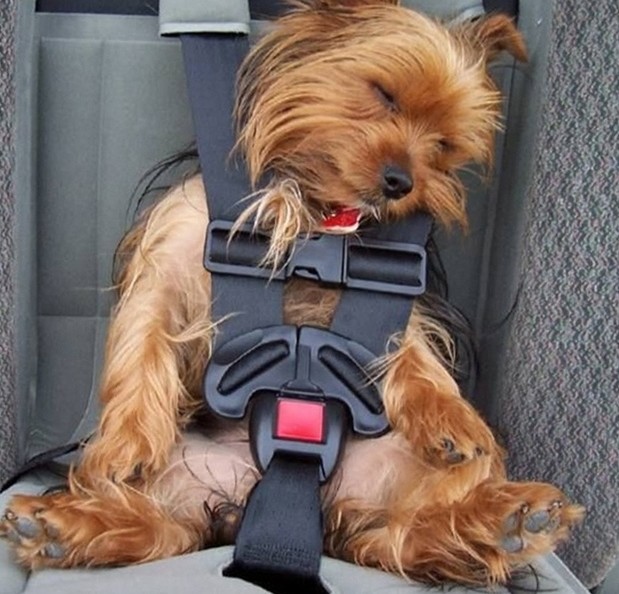 car-seat-for-dogs.jpg